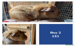 Guinea Pig rodents for sale: Male & Female Baby Guinea Pigs - Image 7