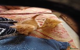 European cats for sale: 4 Adorable Kittens😻 Ready for Loving homes - Image 9