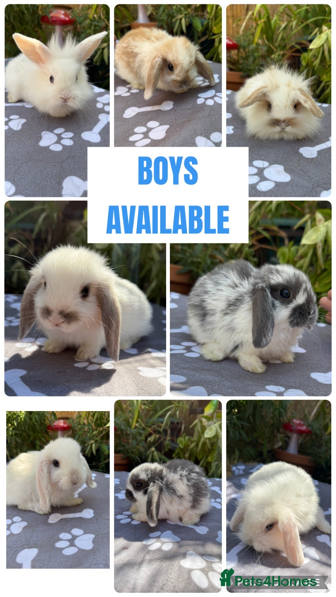 Mini Lop rabbits X8 baby Mini lop boys  - Advert 1