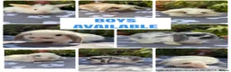 Mini Lop rabbits for sale: X8 baby Mini lop boys  - Advert 1