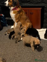 Mixed Breed dogs Bernese X swiss Shepard pups - Advert 6