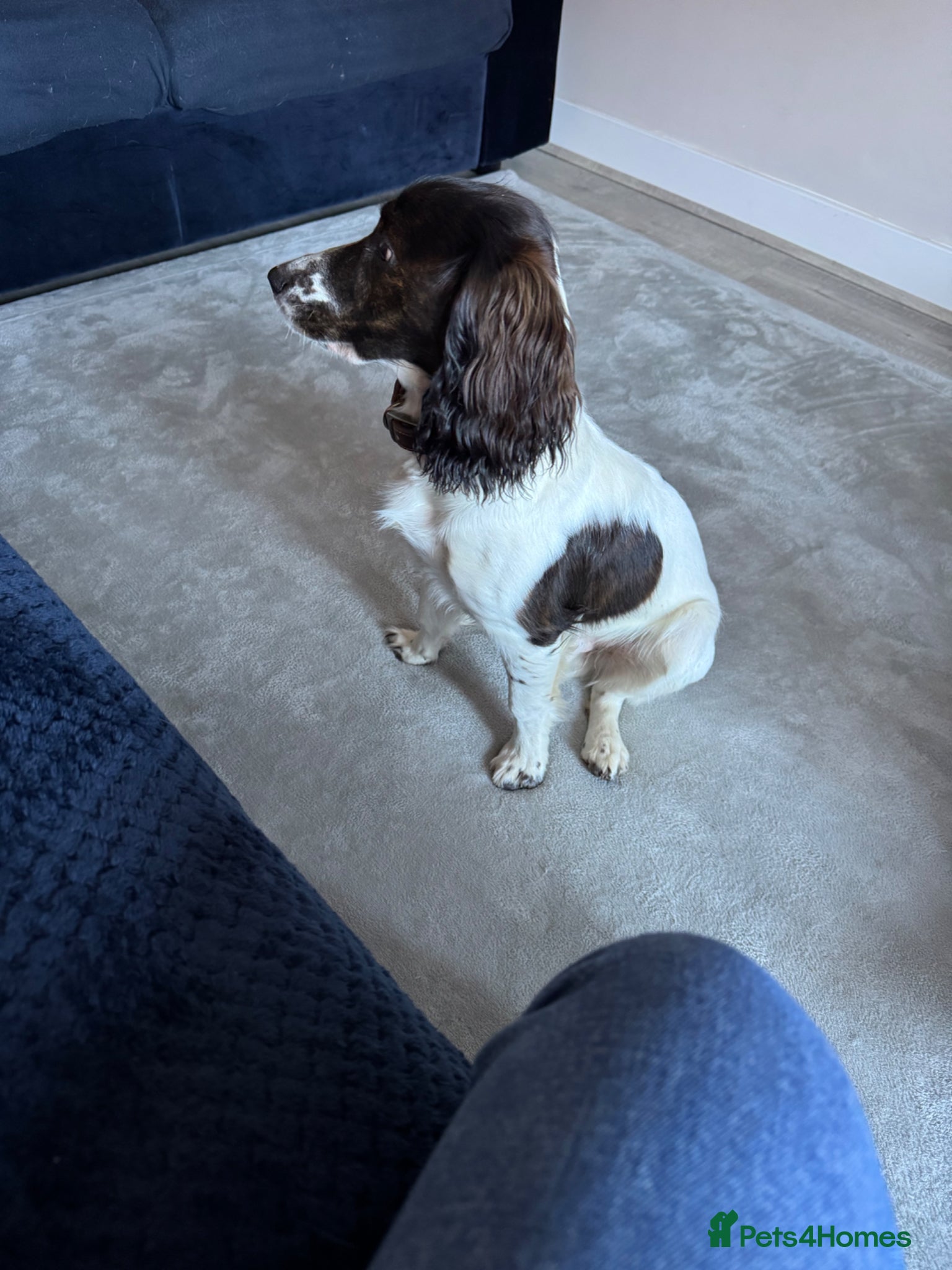 Cockapoo dogs Frank 8 months old beautiful boy - Advert 2