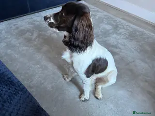 Cockapoo dogs Frank 8 months old beautiful boy - Advert 1