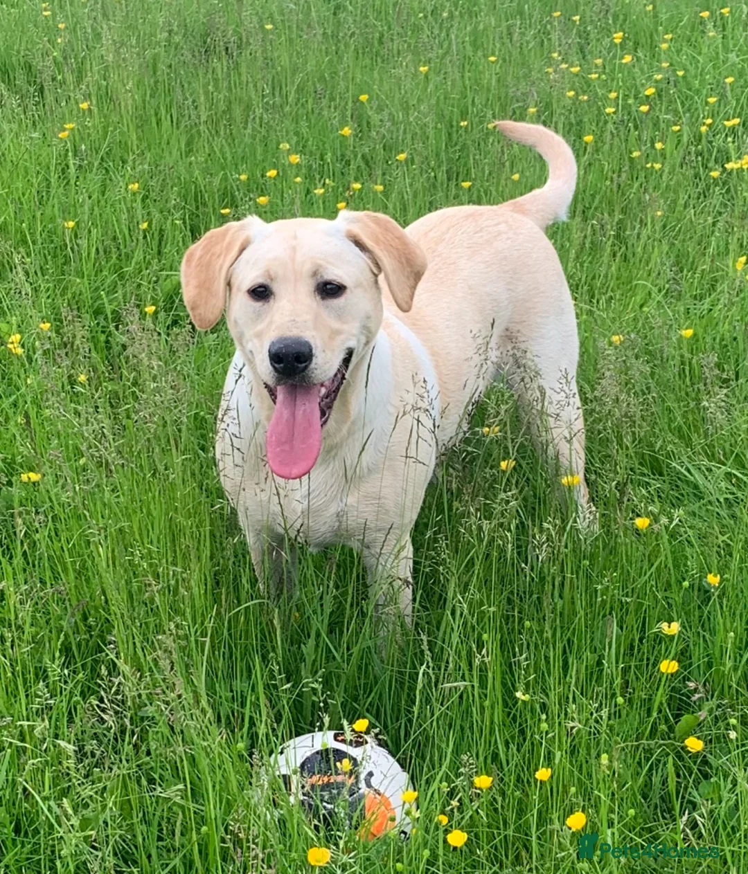 Labrador Retriever dogs for sale: PREMIUM KC REG YELLOW LABRADOR RETRIEVER PUPPIES - Advert 2