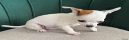 Chihuahua dogs for sale: Adorable Chihuahua Puppies - Advert 8
