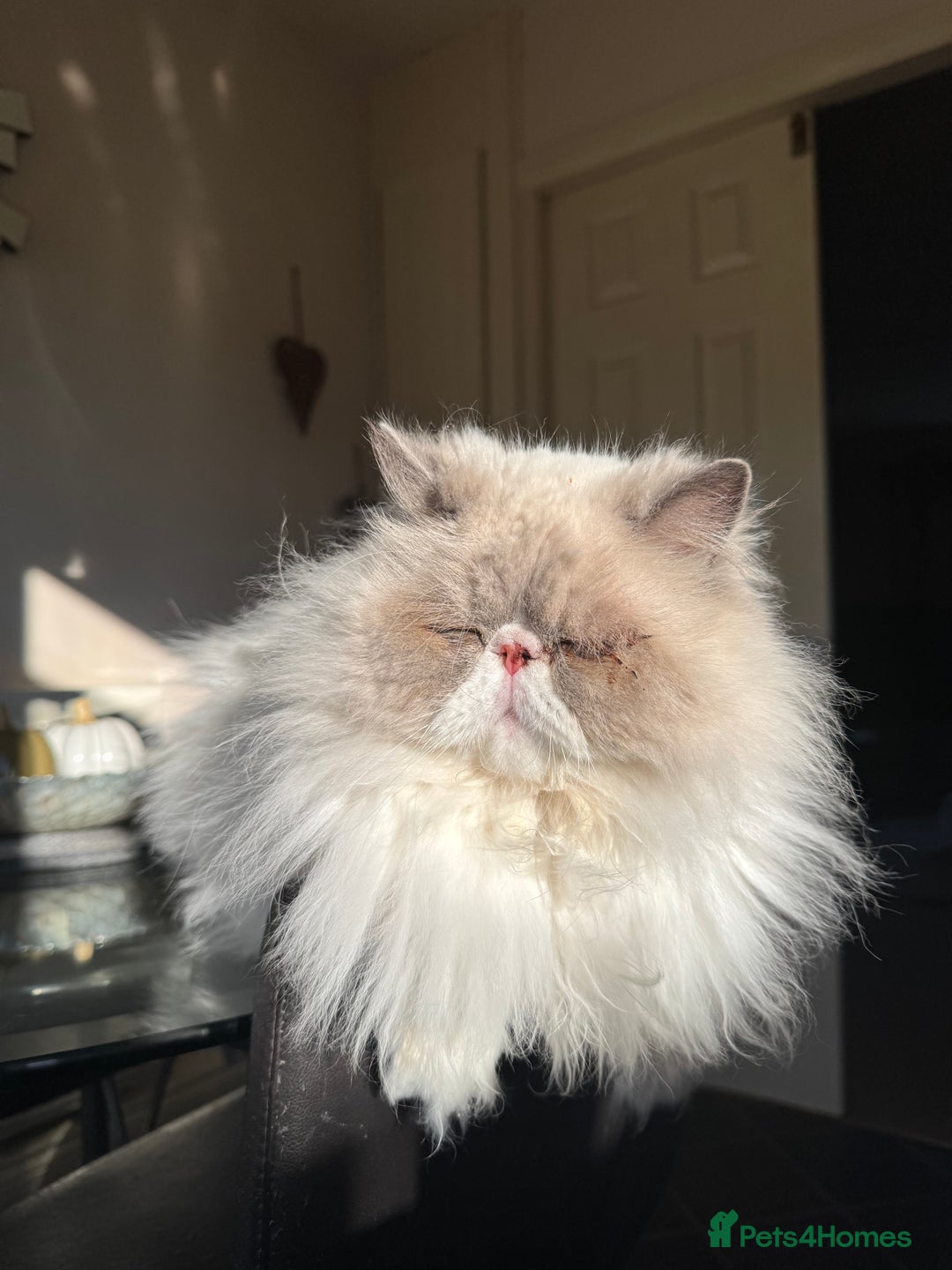 Persian cats for sale: Persian cat - Image 4