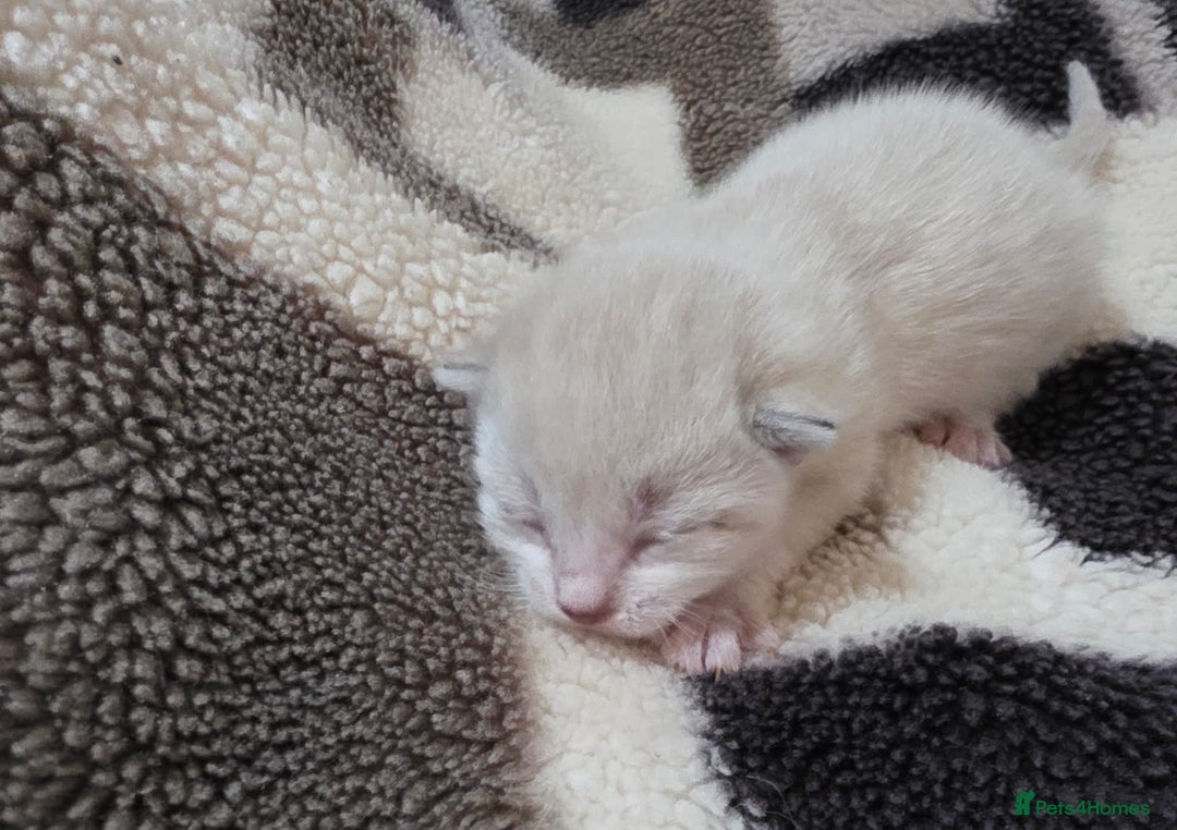 Mixed Breed cats for sale: Lovely mixed kittens 🐱😻😽👌 - Advert 8