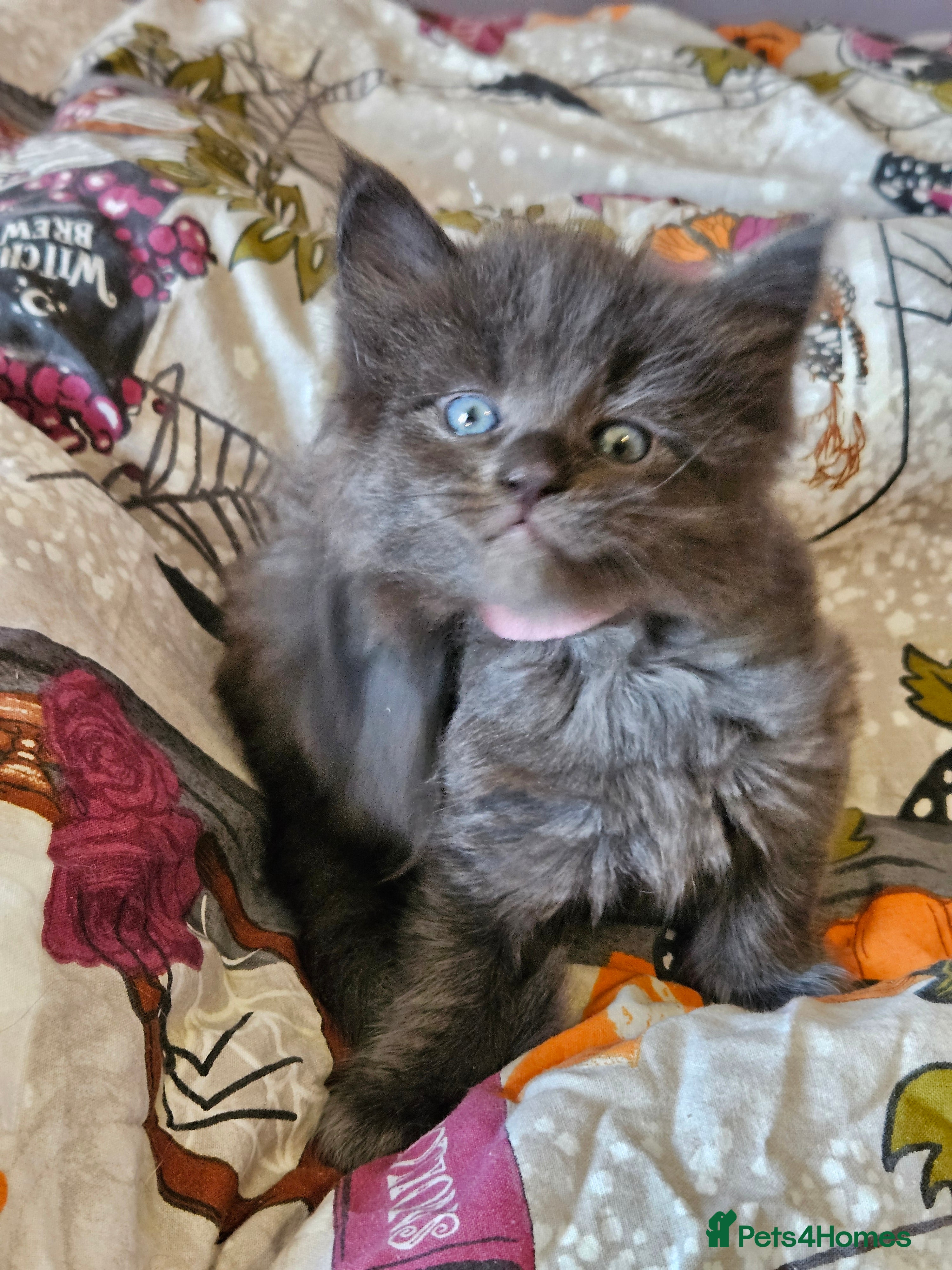 Maine Coon cats GCCF registered Blue  Maine coon litter  - Advert 14