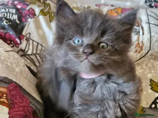 Maine Coon cats GCCF registered Blue Maine coon litter - Advert 14