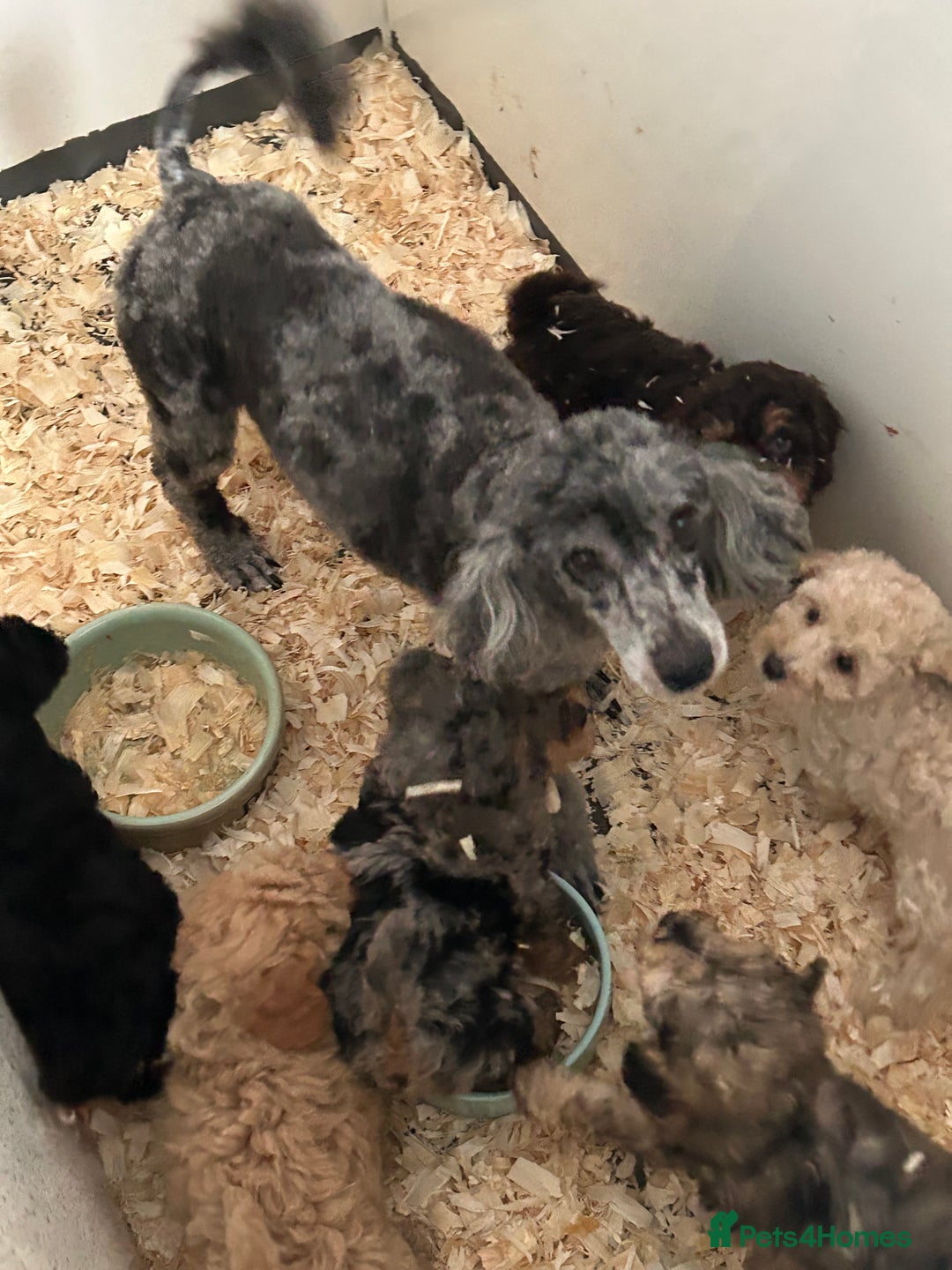Shihpoo dogs for sale: Stunning shihpoo puppies - Image 8