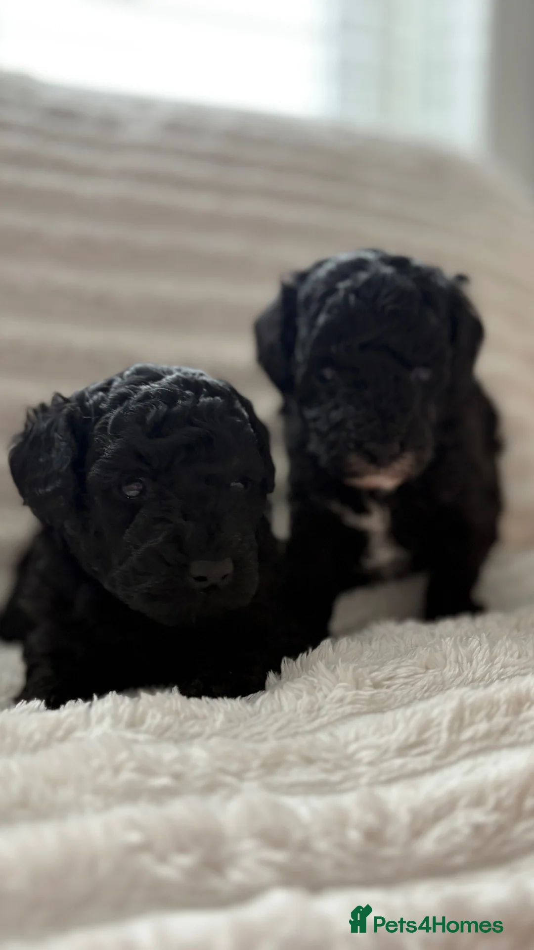 Toy Poodle dogs for sale: READY NOW solid black KC Toy poodle Girl - Advert 18