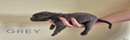 Cane Corso dogs for sale: MERLE & BLUE CANE CORSO PUPPIES - Advert 11