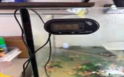 Turtle reptiles for sale: Chinese stripe neck pond turtles - Image 2