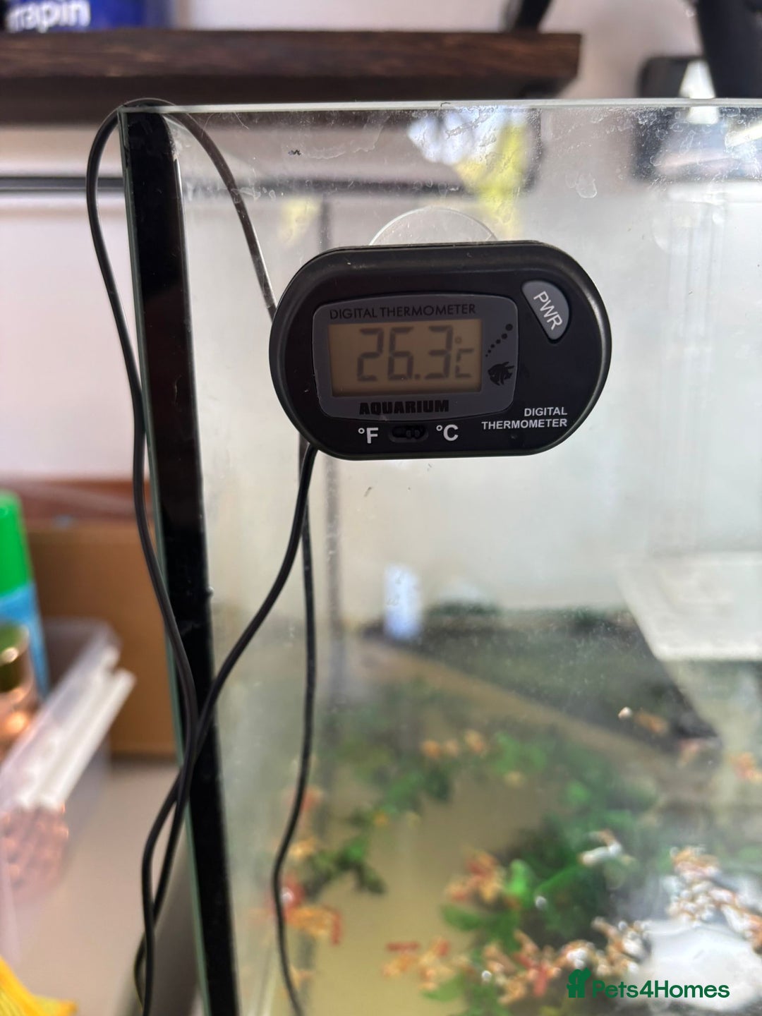 Turtle reptiles for sale: Chinese stripe neck pond turtles - Image 2