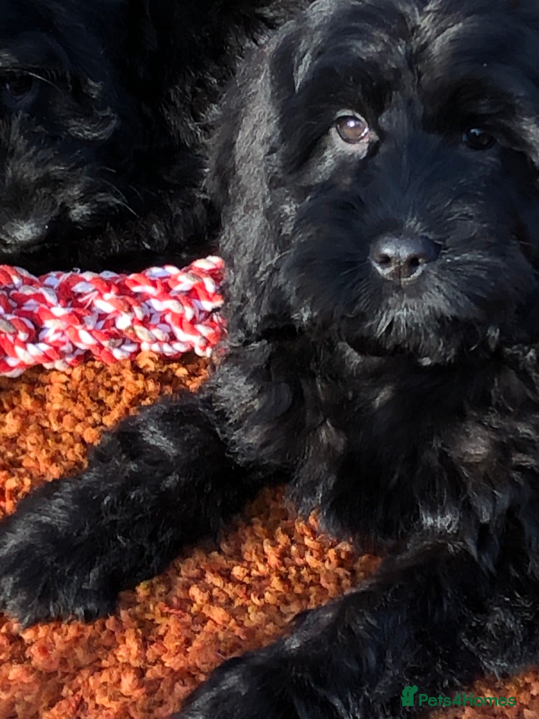 Cockapoo dogs for sale: Beautiful cockapoo f1 puppies - Image 16