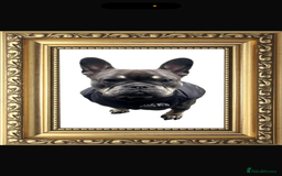 French Bulldog dogs for sale: Beautiful litter of French bulldog puppies  - Image 18