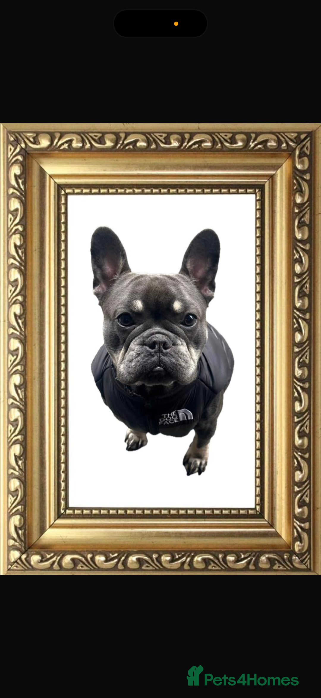 French Bulldog dogs for sale: Beautiful litter of French bulldog puppies  - Image 18