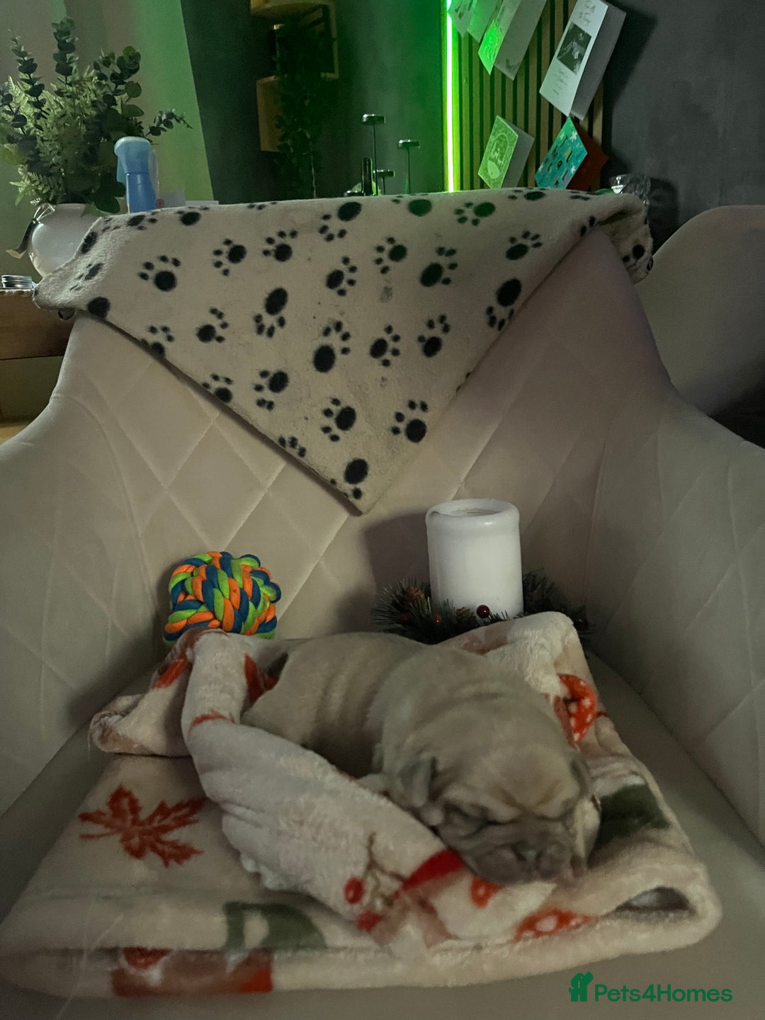 Pug dogs for sale: 2 boys 3 girls pugs for sale leeds  - Advert 8