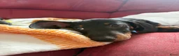 Miniature Dachshund dogs for sale: Black and tan miniature dachshund puppies   - Advert 11