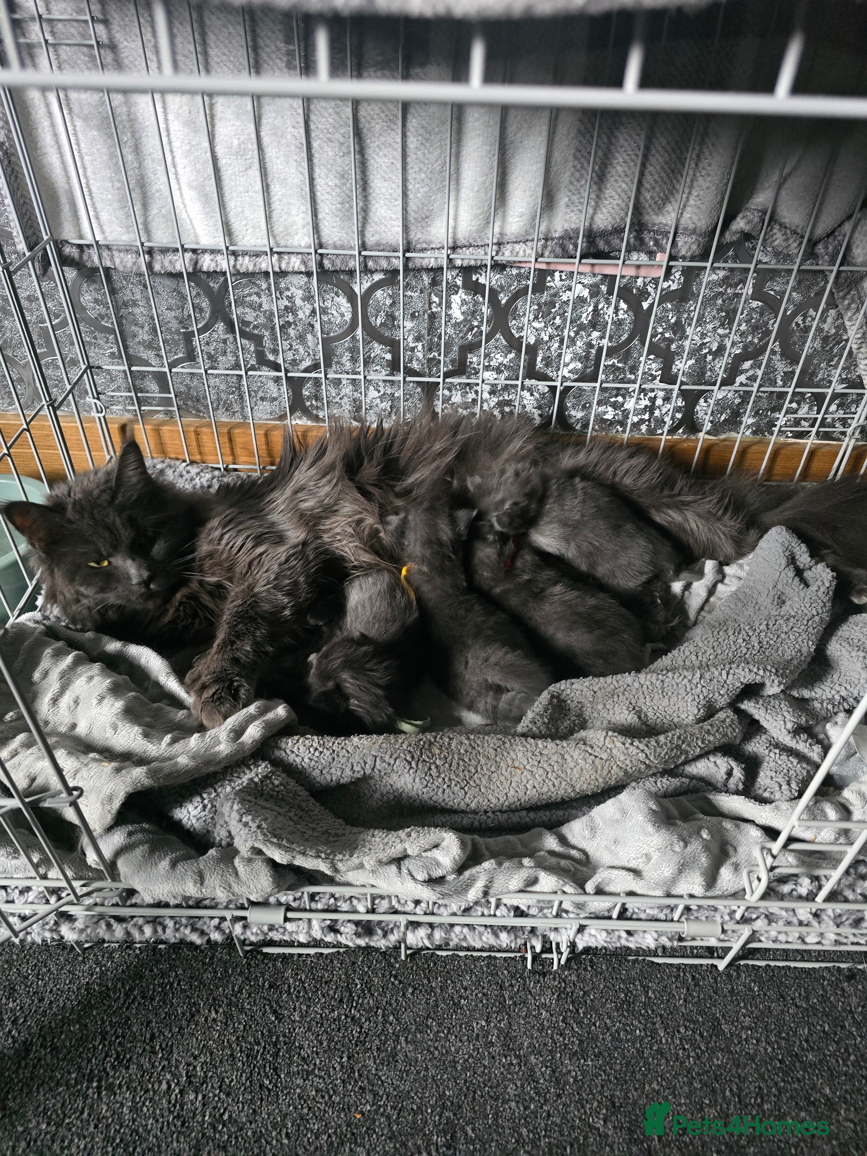 Maine Coon cats Maine coon Blue smoke kittens Sapphire Skies  - Advert 2