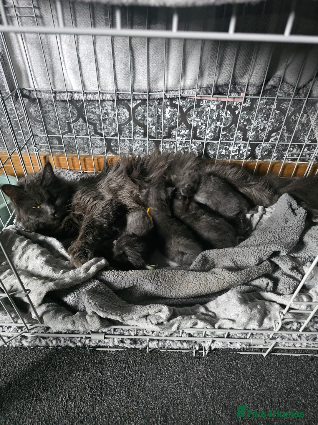 Maine Coon cats for sale: Maine coon Blue smoke kittens Sapphire Skies  - Advert 2