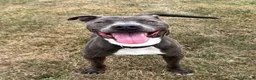 Staffordshire Bull Terrier dogs for sale: 3 beautiful Staffordshire bull terrier puppies - Advert 6