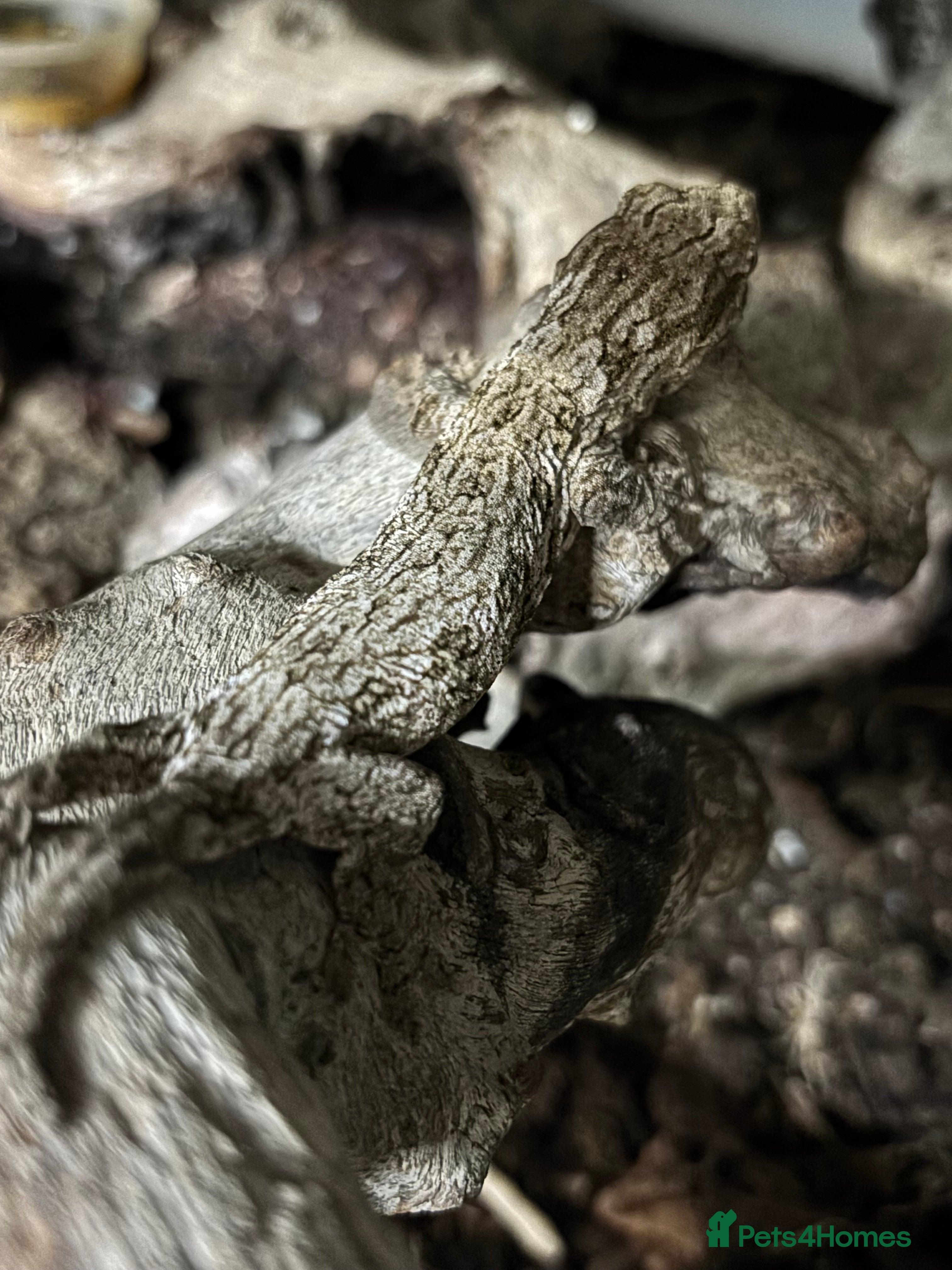 Mixed Breed reptiles Baby Friedel line mt koghis Leachie  - Advert 6