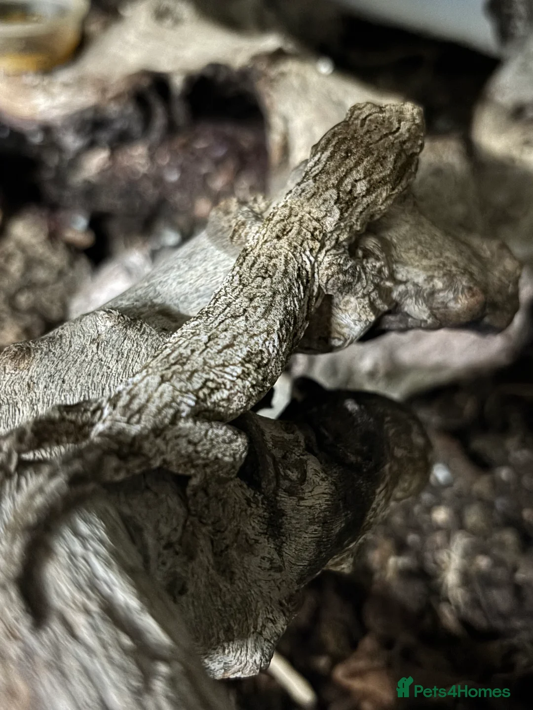 Mixed Breed reptiles for sale: Sellimg some of my collection.  - Advert 2