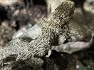 Mixed Breed reptiles Baby Friedel line mt koghis Leachie - Advert 6