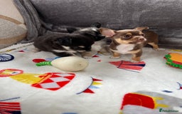 Chihuahua dogs for sale: 3 beautiful chihuahuas - Image 9