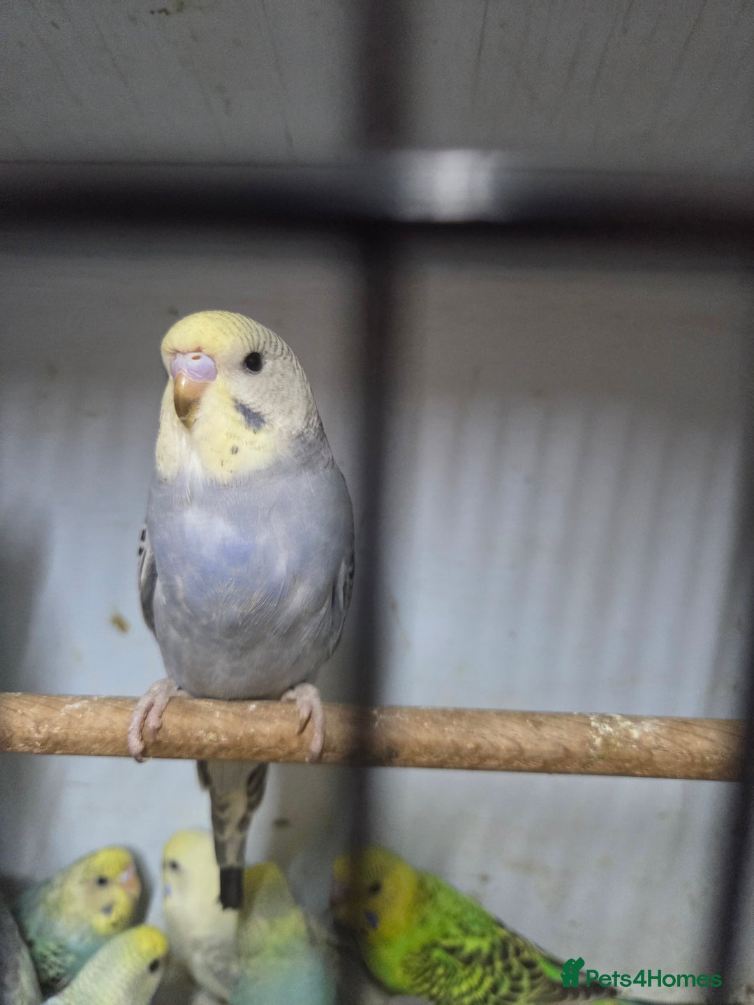 Budgerigars birds for sale:  budgies for sale - Advert 22