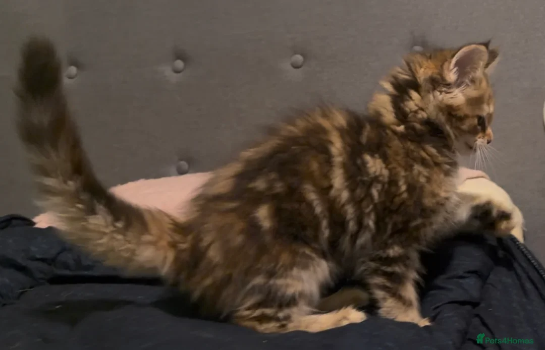 Maine Coon cats for sale: Last Gorgeous Affectionate Maine Coon Cross Kitten - Advert 13