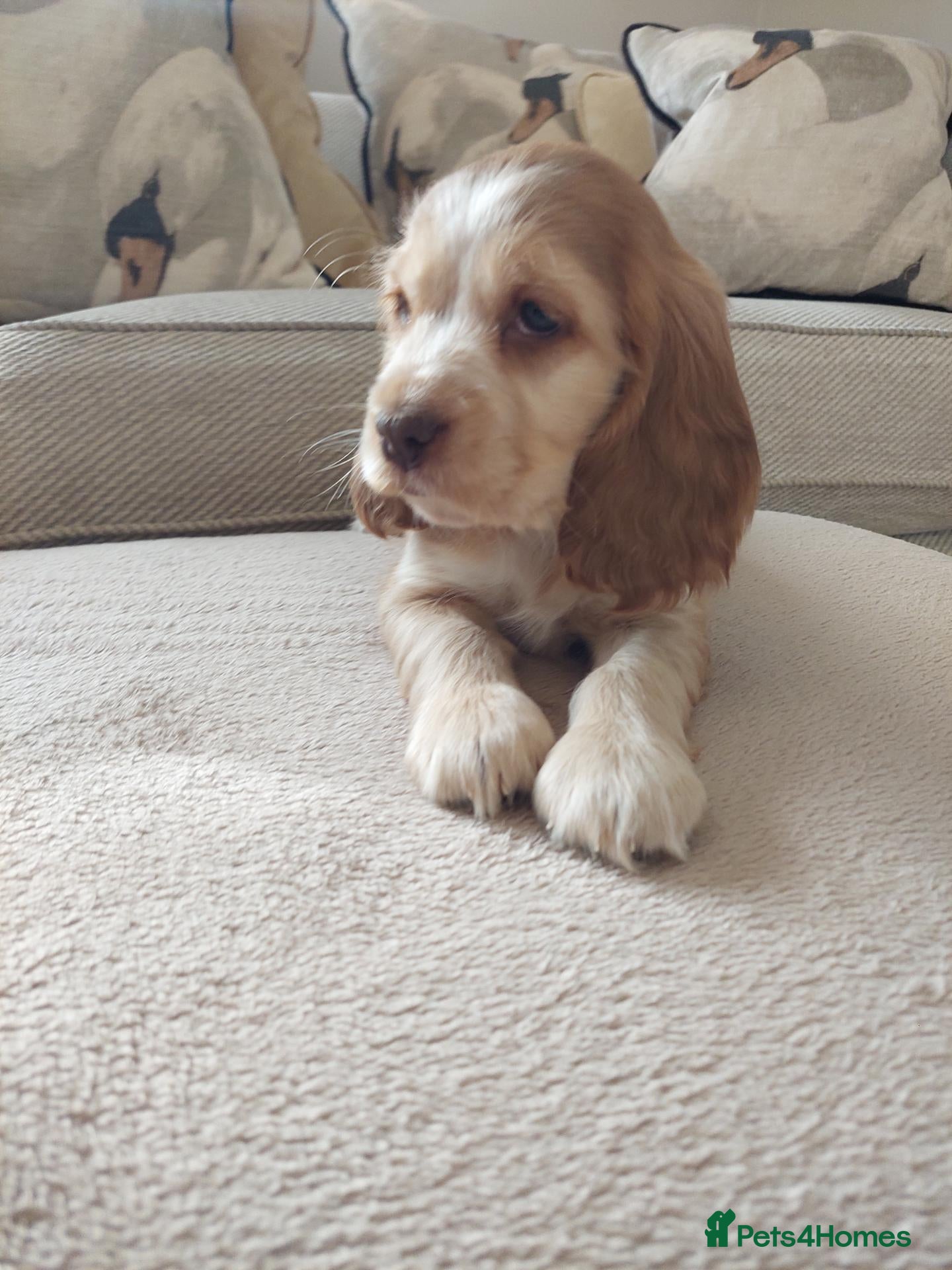 Cocker Spaniel dogs for sale: BEAUTIFUL KC REG SHOW TYPE COCKER SPANIEL PUPPIES - Advert 1