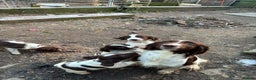 English Springer Spaniel dogs for sale: 5 Springer Spaniel Puppies For Sale - Advert 4