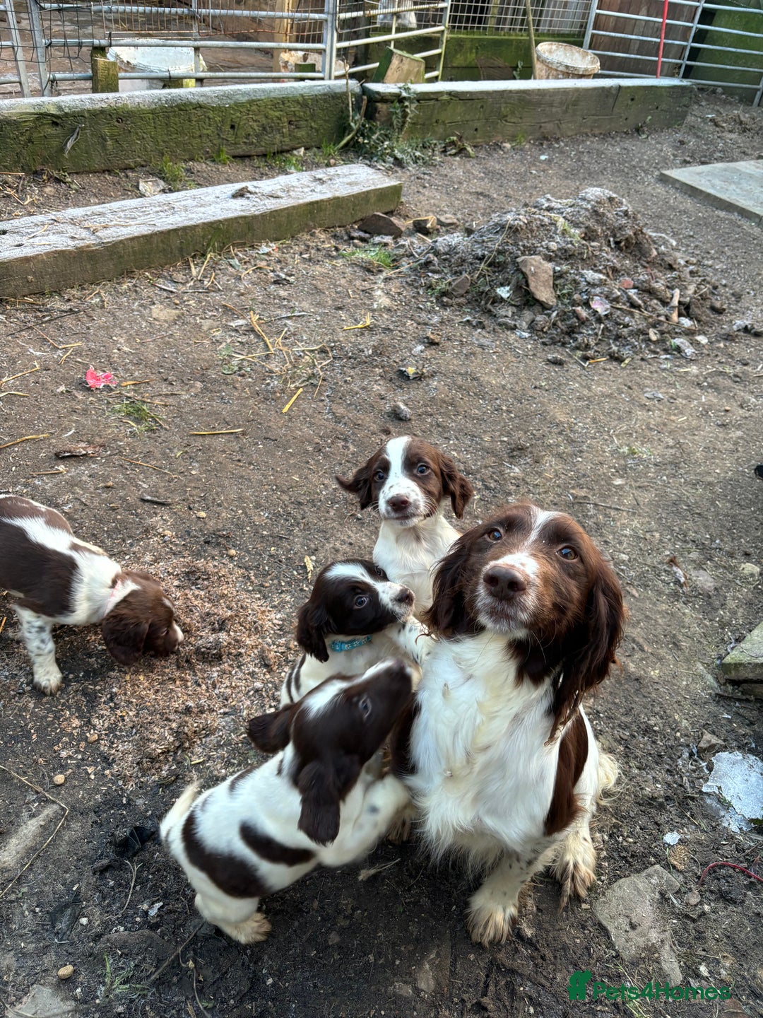 English Springer Spaniel dogs for sale: 5 Springer Spaniel Puppies For Sale - Advert 4
