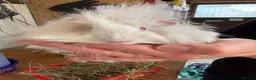Guinea Pig rodents for sale: 10 week old male guinea pigs in Torrington - Advert 24
