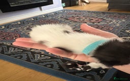 Ragdoll cats for sale: Ragdoll cross breed  - Image 7