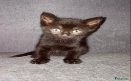 Mixed Breed cats for sale: British blue/Russian blue cross - Image 5