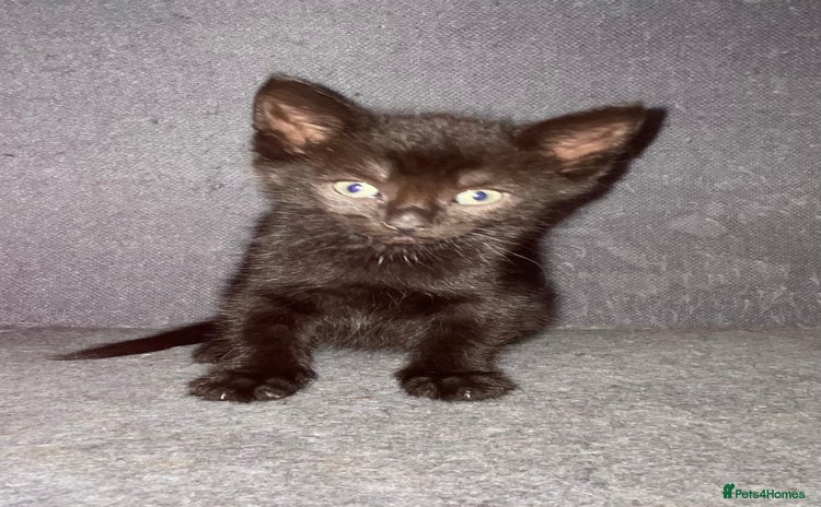 Mixed Breed cats - Advert 4