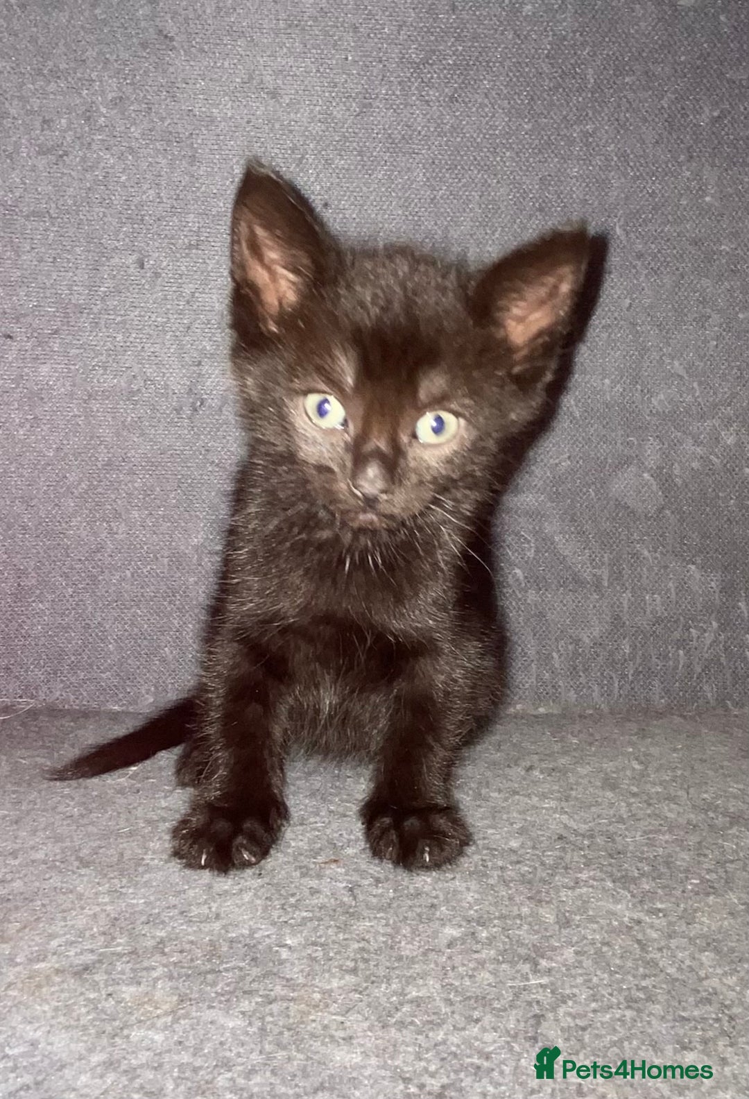 Mixed Breed cats for sale: British blue/Russian blue cross - Image 5