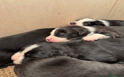 Bearded Collie dogs for sale: 6 Bearded Collie Pups - Image 8