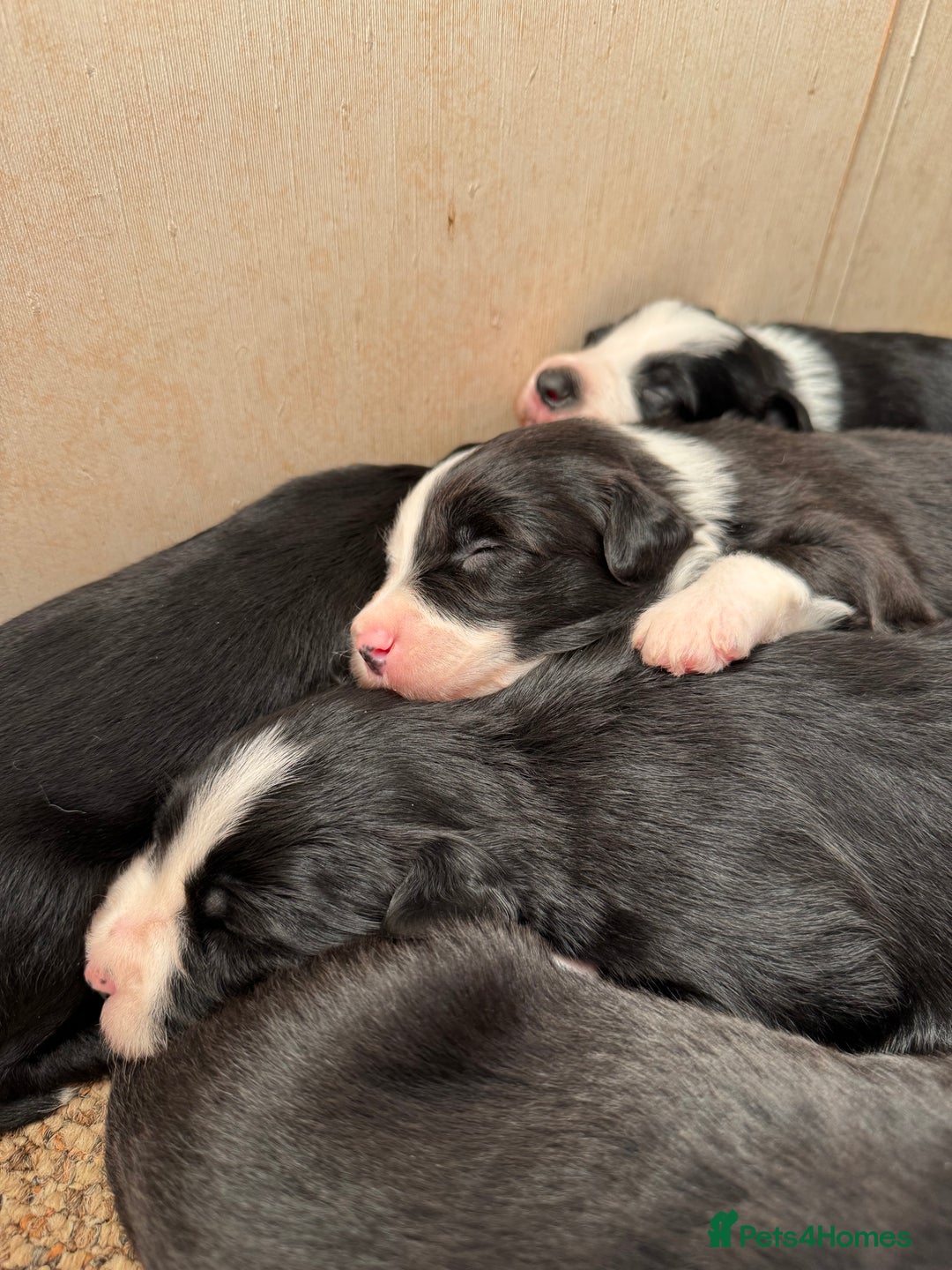 Bearded Collie dogs for sale: 6 Bearded Collie Pups - Image 8