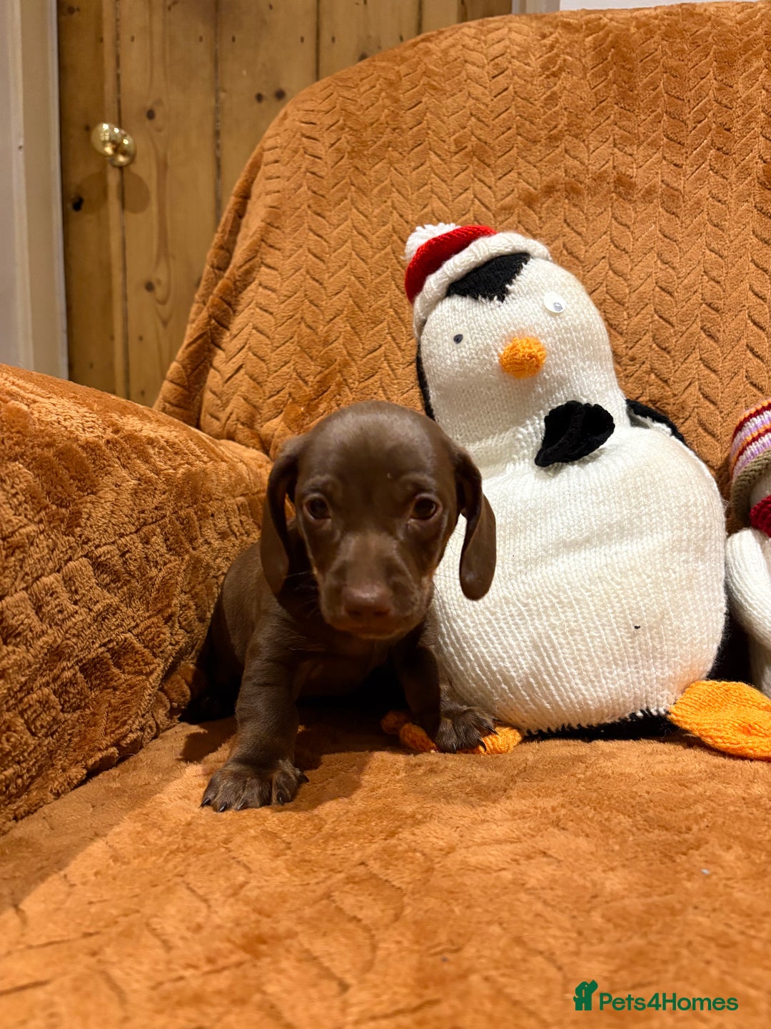 Miniature Dachshund dogs for sale: Beautiful boys  - Advert 3
