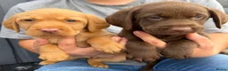 Labrador Retriever dogs for sale: Labrador puppies (licensed breeder) - Advert 4