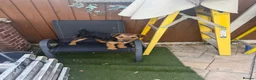 Mixed Breed dogs for sale: Border terrier in Wigan - Advert 3