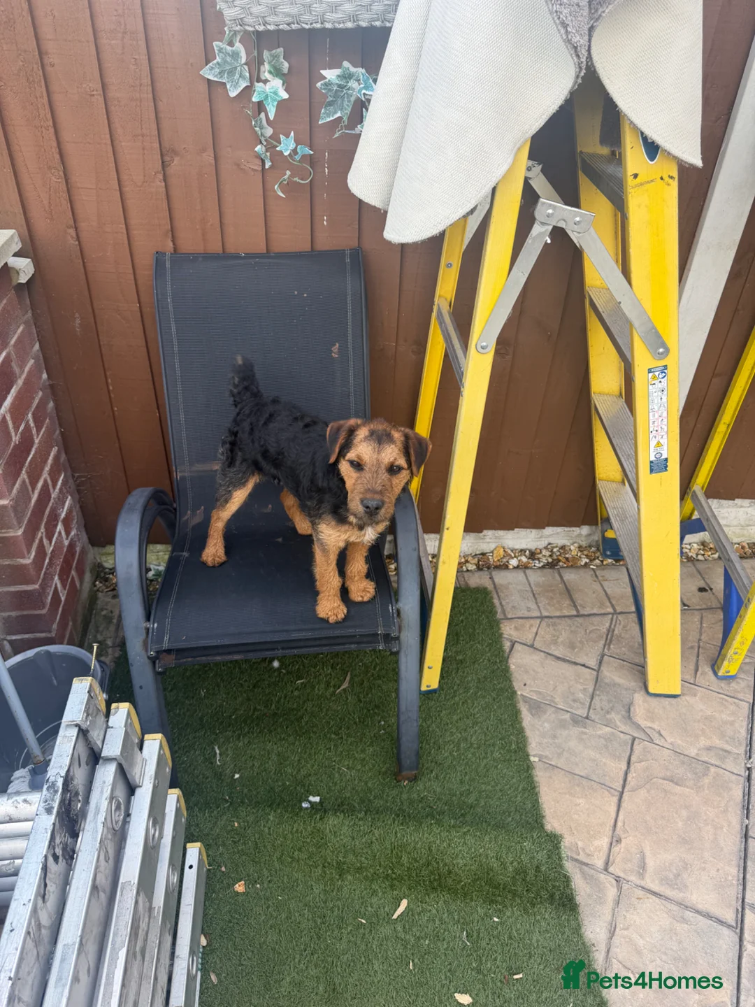 Mixed Breed dogs for sale: Border terrier in Wigan - Advert 3