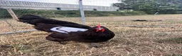 Chickens poultry for sale: Jersey giant pair 2025 hatched  - Advert 5