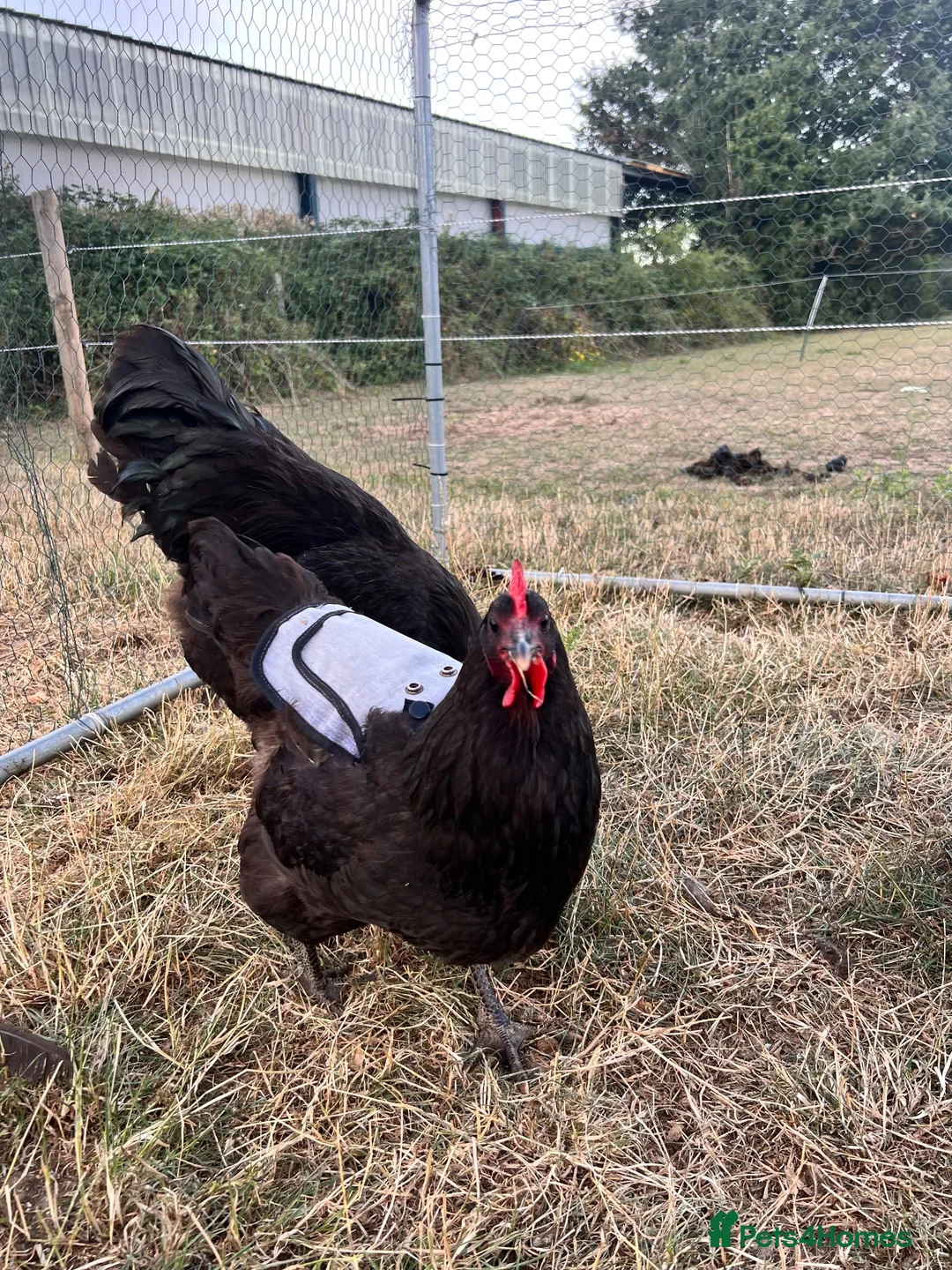 Chickens poultry for sale: Jersey giant pair 2025 hatched  - Advert 5