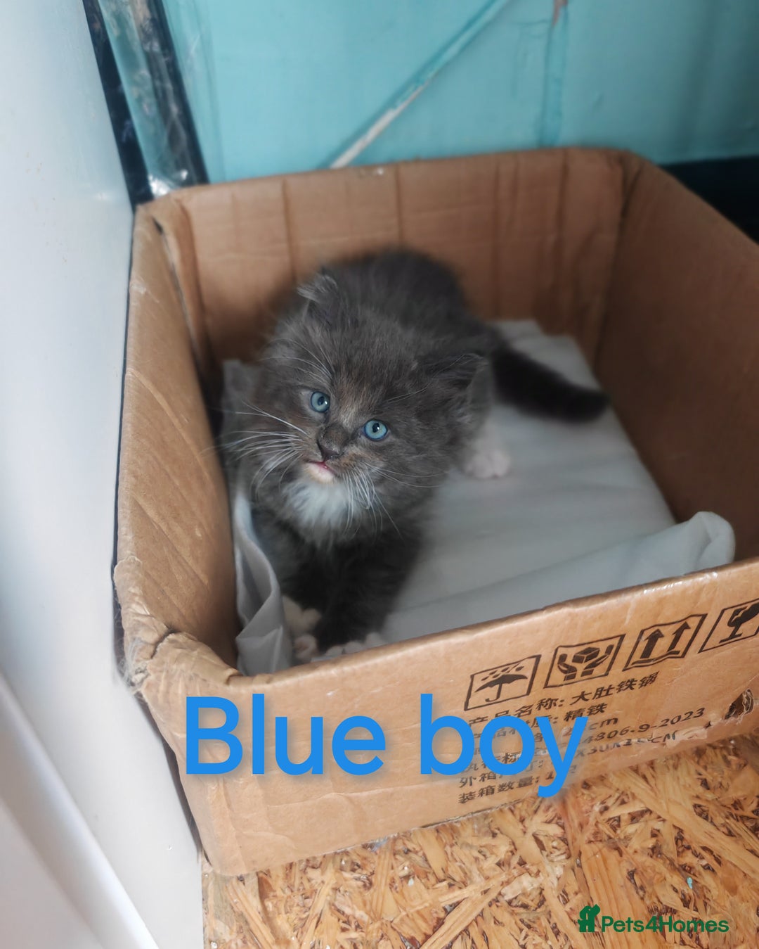 Ragcoon cats for sale: Amazing ragcoon kittens looking for lovely home  - Image 4