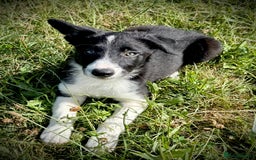 Border Collie dogs for sale: Champion bred special trainable  pups.  - Image 15